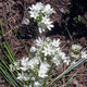 WHITE BRODIAEA Triteleia hyacinthina
