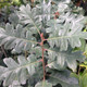 OREGON WHITE OAK Quercus garryana