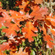 OREGON WHITE OAK Quercus garryana