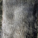 OREGON WHITE OAK Quercus garryana