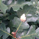 OREGON WHITE OAK Quercus garryana