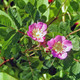 CLUSTER ROSE Rosa pisocarpa