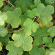 SZECHUAN BRAMBLE Rubus setchuenensis