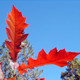 Quercus shumardii (SHUMARD OAK)