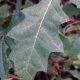 Quercus shumardii (SHUMARD OAK)