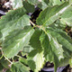 ARROWWOOD VIBURNUM Viburnum dentatum (Blue Muffin)