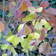 ARROWWOOD VIBURNUM Viburnum dentatum (Blue Muffin)