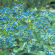 ARROWWOOD VIBURNUM Viburnum dentatum (Blue Muffin)