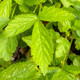 WHITE BLACKBERRY Rubus (Snowbank)