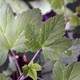 RED-FLOWERED CURRANT Ribes sanguineum (King Edward VII)