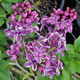 PICOTEE LILAC Syringa vulgaris (Sensation)