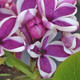 PICOTEE LILAC Syringa vulgaris (Sensation)