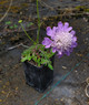 Scabiosa columbaria Nova 'Dew Drops' (PINCUSHION)