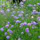 Scabiosa columbaria Nova 'Dew Drops' (PINCUSHION)
