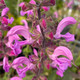 GARDEN SAGE Sage Fashionista (Moulin Rouge)