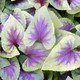BURGUNDY FLUSHED VIOLET Viola  (Heartthrob)