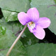 BURGUNDY FLUSHED VIOLET Viola  (Heartthrob)