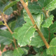 Quercus suber (CORK OAK)