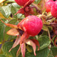 TOMATO ROSE (Rosa rugosa)