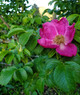 TOMATO ROSE (Rosa rugosa)