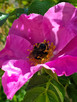 TOMATO ROSE (Rosa rugosa)
