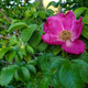 Rosa rugosa (TOMATO ROSE)