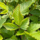 THORNLESS BLACKBERRY
