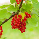 Ribes sativum 'Rovada' (RED GARDEN CURRANT)