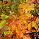 WESTERN SPIREA Spiraea douglasii (menziesii)