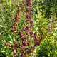 WESTERN SPIREA Spiraea douglasii (menziesii)