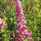 WESTERN SPIREA Spiraea douglasii (menziesii)