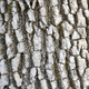 VALLEY OAK (Quercus lobata)