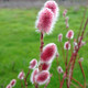 RED-FLOWERED PUSSY WILLOW (Salix gracilistyla) "Mt. Asama"
