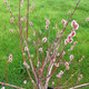 RED-FLOWERED PUSSY WILLOW (Salix gracilistyla) "Mt. Asama"