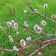 RED-FLOWERED PUSSY WILLOW (Salix gracilistyla) "Mt. Asama"