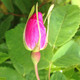 Rosa acicularis (ARCTIC ROSE)