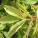ARCTIC ROSE (Rosa acicularis)