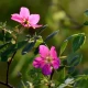 Rosa acicularis (ARCTIC ROSE)