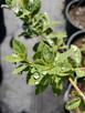 Spiraea douglasii 'douglasii' (WESTERN MTN. SPIREA)