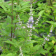 CUT-LEAF CHASTETREE (Vitex negundo) "Heterophylla"