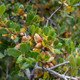Quercus wislizenii (SIERRA LIVE OAK)
