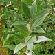 RED-BARKED WILLOW (Salix alba) "Chermesina"