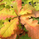 BURGUNDY/MOSSY CUP OAK (Quercus macrocarpa)