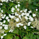 HYDRANGEA VINE Schizophragma hydrangeoides (Flirty Girl)