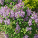 SEMI-DWARF LILAC (Syringa)  "Scentara Pura"