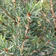 MOUNTAIN HEMLOCK (Tsuga mertensiana)