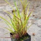 Schizachyrium scoparium 'Twilight Zone' (LITTLE BLUESTEM)