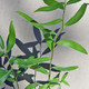 CONTORTED WHITE WILLOW (Salix)  "Snake"