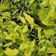 VARIEGATED CHINESE WISTERIA