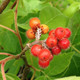 FRAGRANT SUMAC (Rhus aromatica)